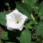 datura 1