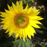 tournesol 3