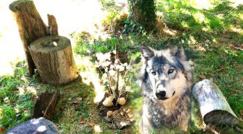 1 loup 1 loup