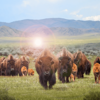 bison steppe 2