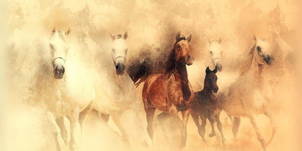 chevaux 2 chevaux 2