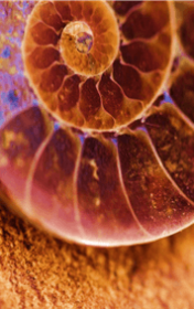 escargot escargot
