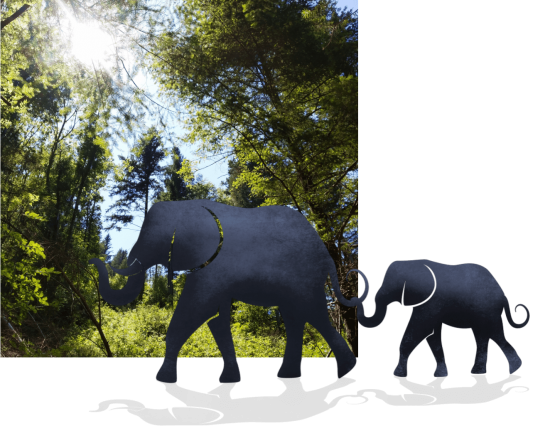 foret elephants foret elephants