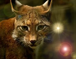 lynx FB 2 lynx FB 2