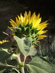 tournesol 4